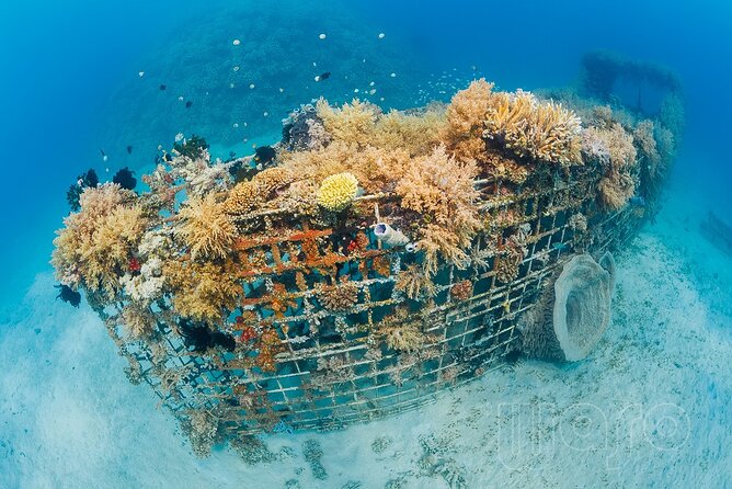 Try Dive Program in the Biorock Pemuteran - Should You Book Karang Divers Bali’s Try Scuba Program?