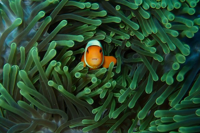 Try Diving in Nusa Lembongan - Penida. For beginners (with 2 ocean dives) - First-Time Scuba Structure in Nusa Lembongan and Penida