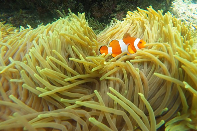 Try Scuba Diving at Padang Bai - Sanur, Kuta, Seminyak, Legian, Nusa Dua: How the Shuttle Fits Your Day