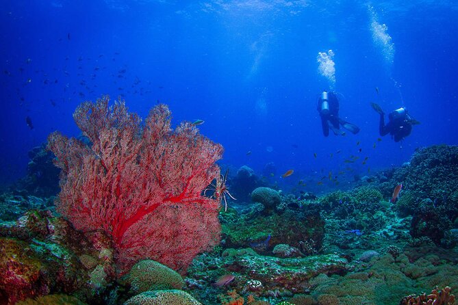 Two fun dives morning trip (Certified Divers only) - Key Highlights to Know Before You Go