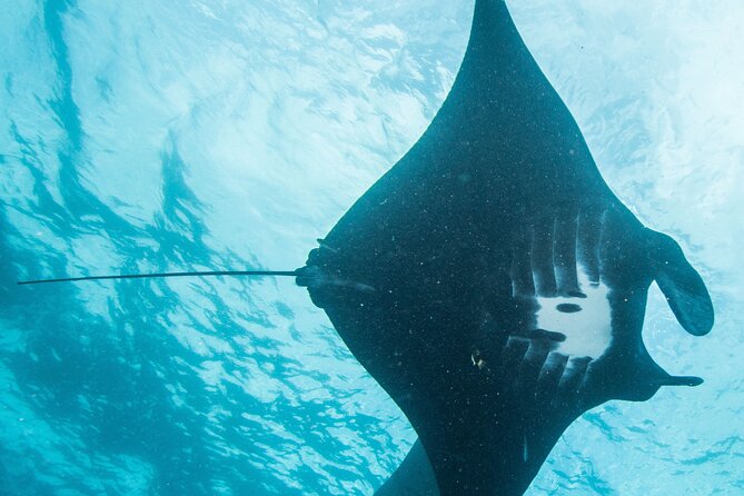 Two fun dives morning trip (Certified Divers only) - Morning Check-In at Purple Dive Penida, Then Straight to the Boat