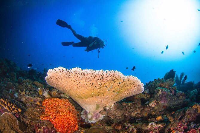 Two fun dives morning trip (Certified Divers only) - Why the Small Group Size Really Changes the Day