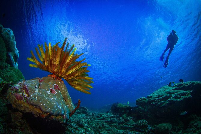 Two fun dives morning trip (Certified Divers only) - Price and Value: What $140.87 Buys You