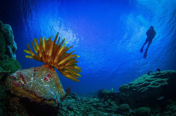 Two fun dives morning trip (Certified Divers only) - Who This Trip Is For (And Who Should Skip It)