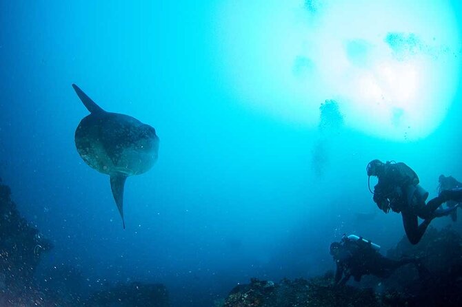 Two fun dives morning trip (Certified Divers only) - Two Underwater Tank Sessions on One Boat Day