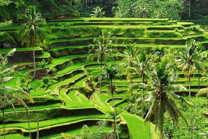 Ubud 1 Day Tour (Private & All-Inclusive) - Sacred Monkey Forest Sanctuary: Fun, Wildlife Energy, and a Bit of Caution