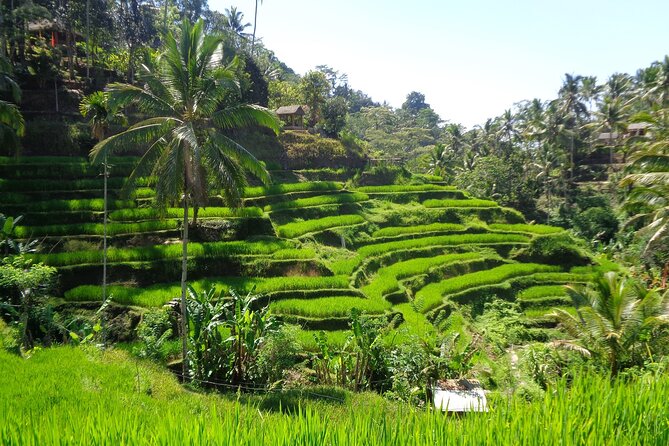 Ubud ATV ride Adventure and water rafting - Lunch, Transport, and the Real Value of Paying for Someone Else’s Driving
