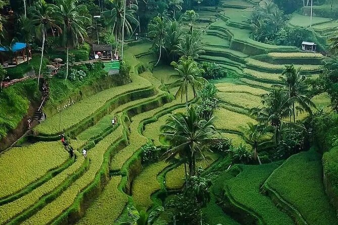 Ubud Bali Driver ( Bali Custom Tour ) - Tegalalang Rice Terraces: the classic Bali paddies stop