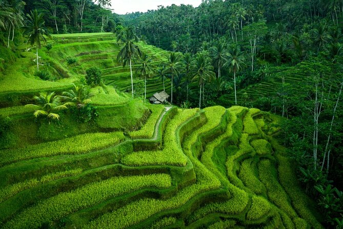 Ubud Countryside Tour: Campuhan Ridge Walk and Rice Terrace - Tegenungan Waterfall: The Jungle Payoff