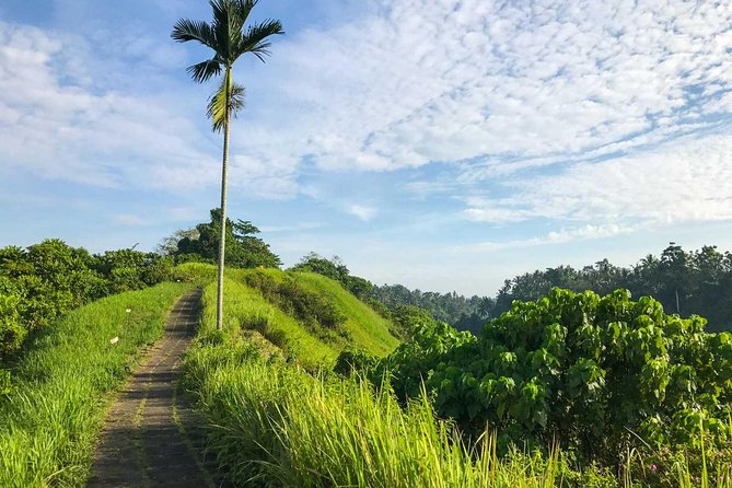 Ubud Countryside Tour: Campuhan Ridge Walk and Rice Terrace - Getting From Hotel Pickup to a Real Guide Moment