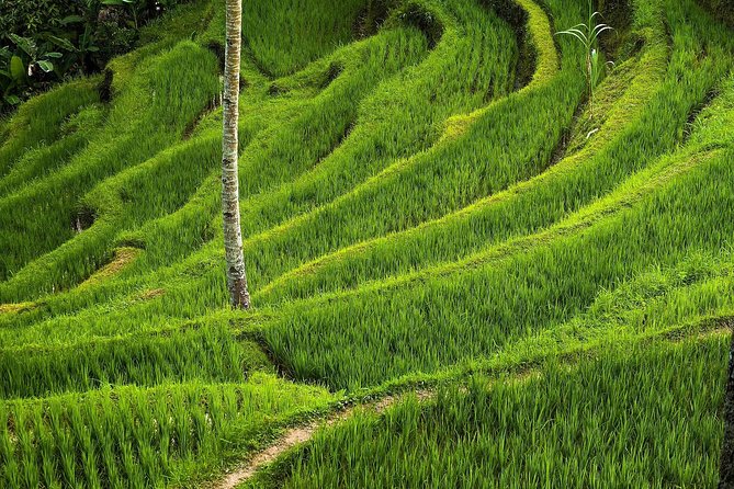 Ubud Cultural Day Tour: A Day for Balinese Cultural Experience - Goa Gajah (Elephant Cave): 9th Century Sanctuary and Demon Reliefs
