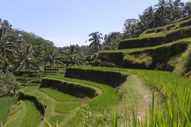 Ubud Cultural Day Tour: A Day for Balinese Cultural Experience - Bali Pulina Coffee Plantation and the Lunch Reality
