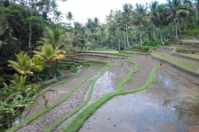 Ubud Customized Private Tour - ATV in Ubud: choose your adventure level