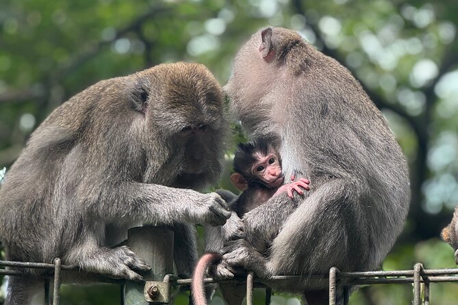 Ubud Day Tour with Private Car & Local Driver - Price and Value Check: What Your $64.43 Per Group Really Buys