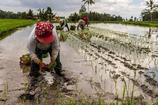 Ubud: Downhill Cycling with Volcano, Rice Terraces and Meal - Small group of 4: the real value of the group size