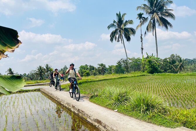Ubud eBikes Tour to Tegallalang Rice Terrace - How hard is it really? E-bikes let you control the effort