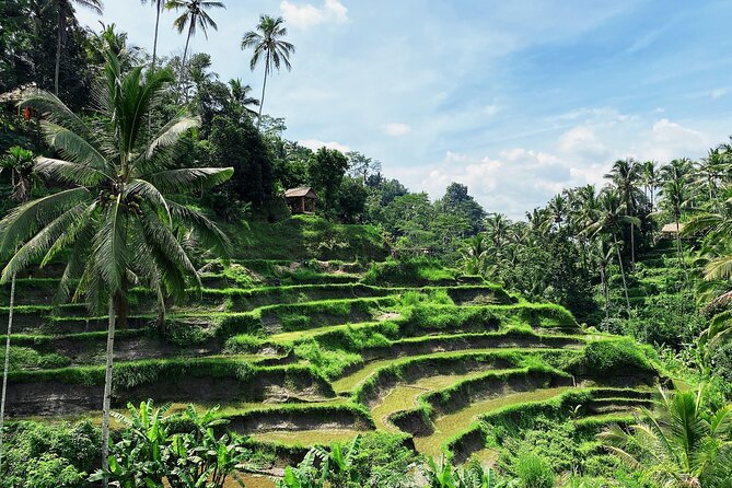 Ubud Experience | Full Day Private Tour in Ubud | FREE WIFI - Sacred Monkey Forest Sanctuary: Shade, Temples, and Monkey Etiquette