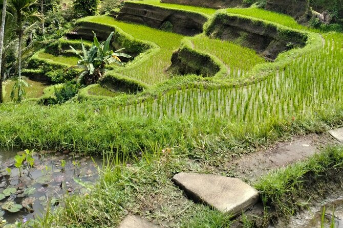 Ubud Explorer Private Day Tour - Tegalalang Rice Terrace: Where the Views Need Time