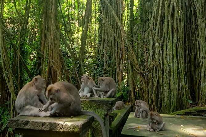 Ubud Guided Tour Monkey Forest, Waterfall, Temple & Rice Terrace. - The big picture route, from jungle to temple to rice terrace