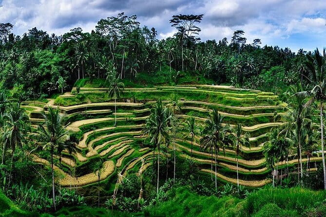 Ubud Highlight Private Charter with Jungle Swing - Pickup, comfort, and the driver factor in Ubud