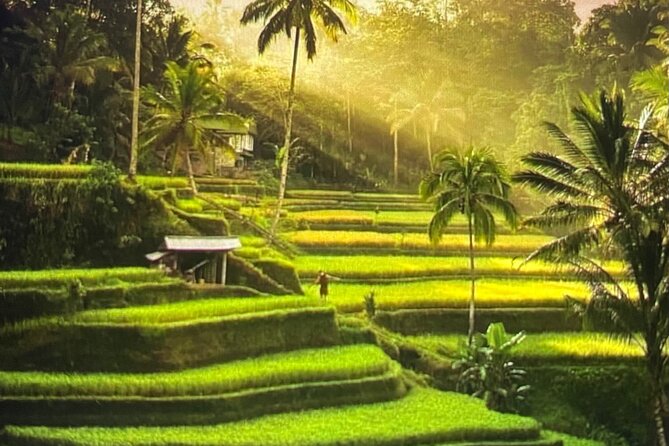 Ubud Highlight Rice Terrace,Waterfall,Temple and Art village - Key highlights at a glance