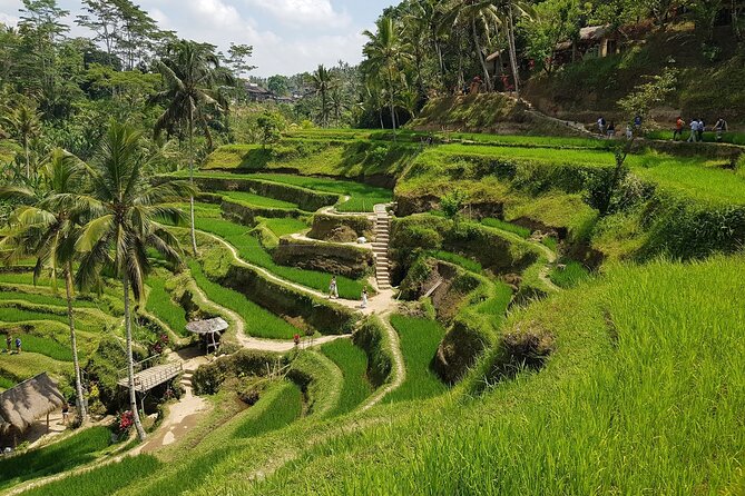 Ubud Highlights Rice Terraces, Temple, Waterfall & Monkeys forest - Tegalalang Rice Terrace: photos, swings, and real-time scenery