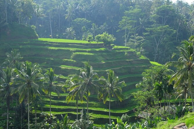 Ubud Highlights Tour ( Private All-Inclusive ) - Should You Book This Private Ubud Tour?