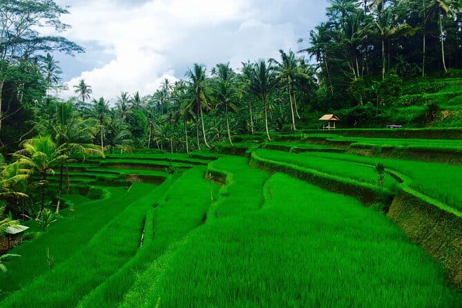 Ubud Highlights Tour ( Private All-Inclusive ) - Art Village Circuit, Tohpati to Mas and Batuan