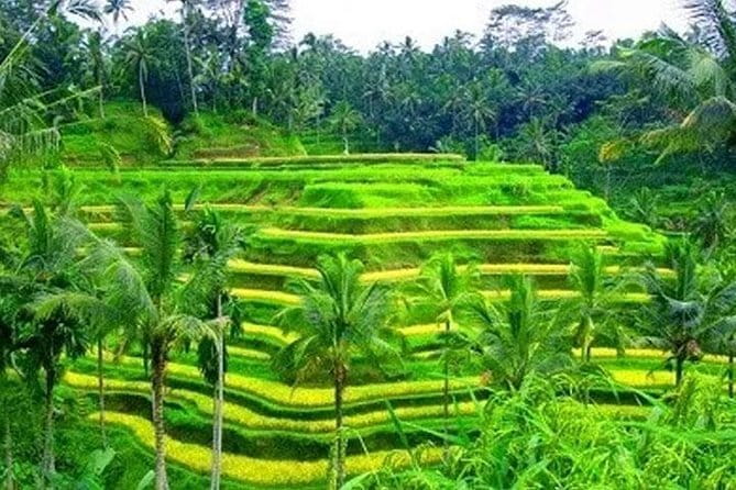 Ubud: Holy Water Temple, Volcano View, Rice Terrace, MonkeyForest - Key highlights worth knowing