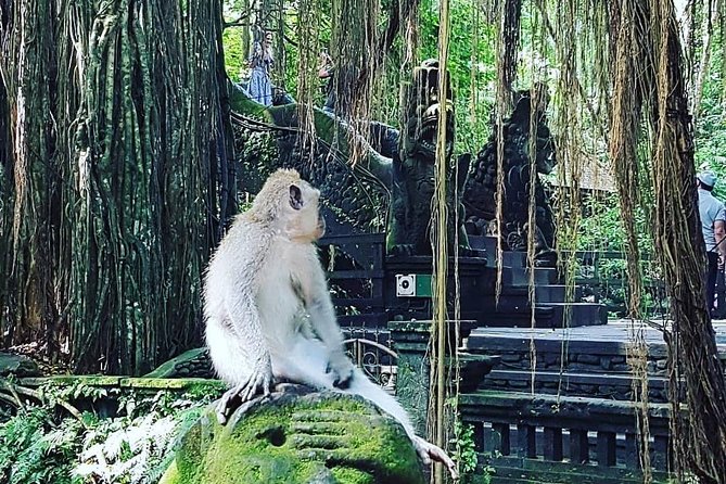 Ubud iconic waterfall and temple tours - Getting around: private AC transport and pickup