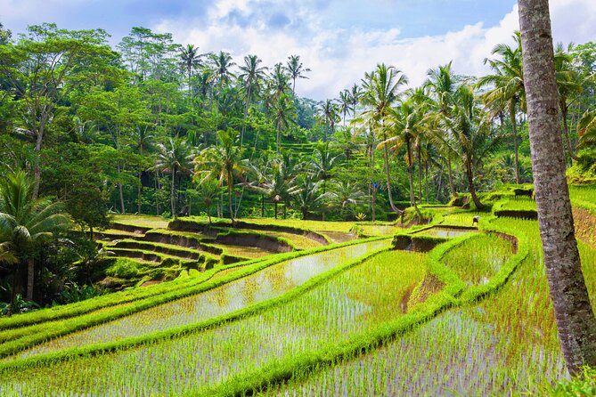 Ubud Jungle Adventure: Tirta Empul & Bali Swing - Ubud in one day, without turning it into a checklist