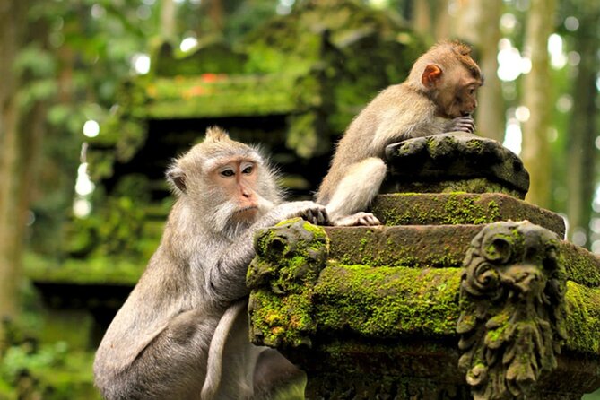 Ubud Jungle Adventure: Tirta Empul & Bali Swing - Tirta Empul Holy Spring Temple: what the purification visit feels like