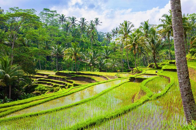 Ubud Jungle Adventure: Tirta Empul & Bali Swing - Bagus as a driver-guide, and why it matters more than you think