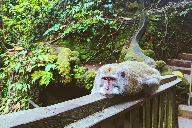 Ubud Jungle Adventure: Tirta Empul & Bali Swing - Sacred Monkey Forest Sanctuary, and how to enjoy macaques safely