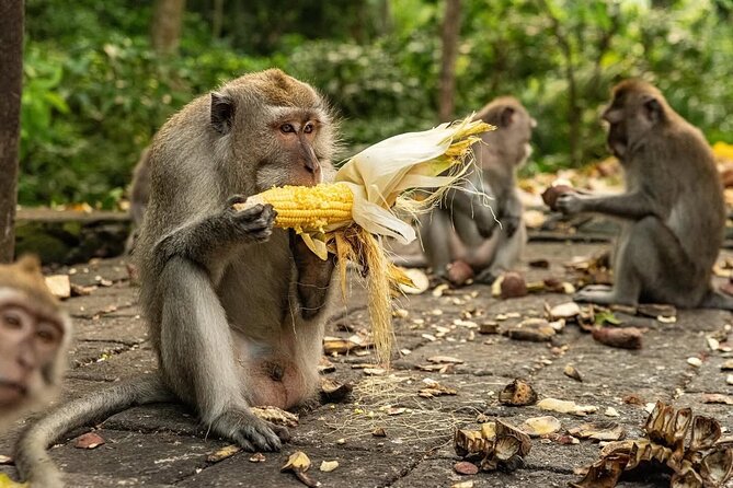Ubud Monkey Forest - Rice Terrace - Jungle Swing - Water Temple - Sacred Monkey Forest Sanctuary: up close with Bali’s wild neighbors