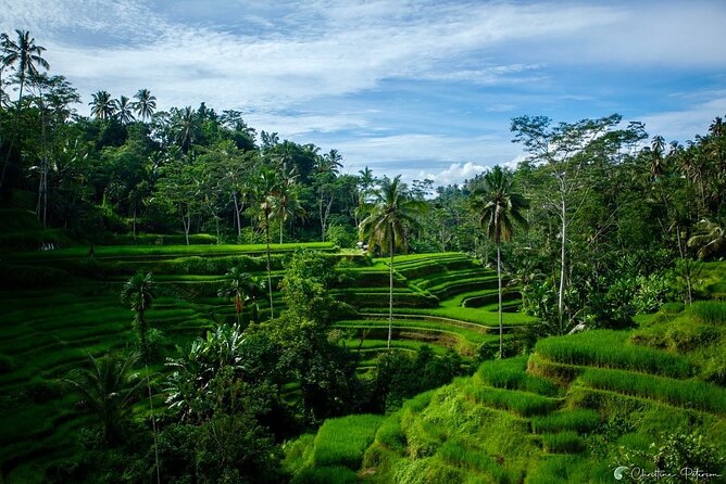 Ubud Monkey Forest - Rice Terrace - Jungle Swing - Water Temple - Jungle swing with rice terrace views: fun break, real height