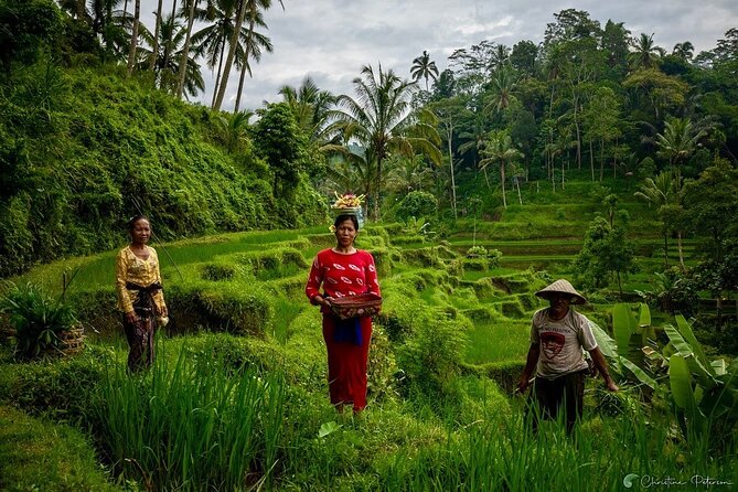 Ubud Monkey Forest - Rice Terrace - Jungle Swing - Water Temple - Price and logistics: what $32.40 per person gets you, and what it does not