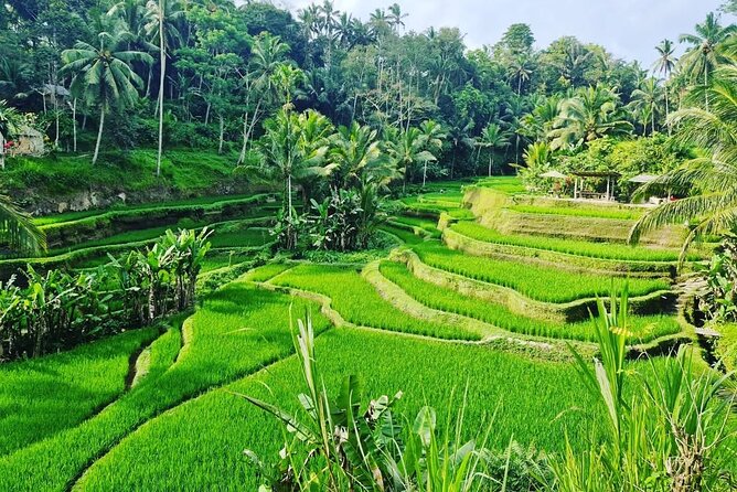 Ubud Monkey Forest - Rice Terrace - Jungle Swing - Water Temple - The driver is the difference maker on this day