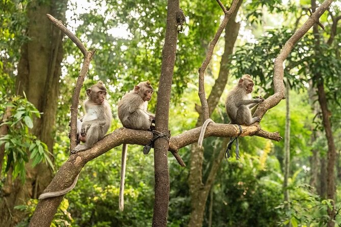 Ubud Monkey Forest - Rice Terrace - Jungle Swing - Water Temple - Tegalalang Rice Terraces: the irrigation system behind the postcard