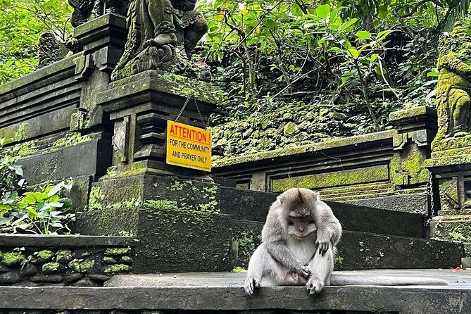 Ubud Monkey Forest, Rice Terrace & Tirta Empul Temple Tour - Stop 2: Tegalalang Rice Terrace, Classic Views and the Swing Detour