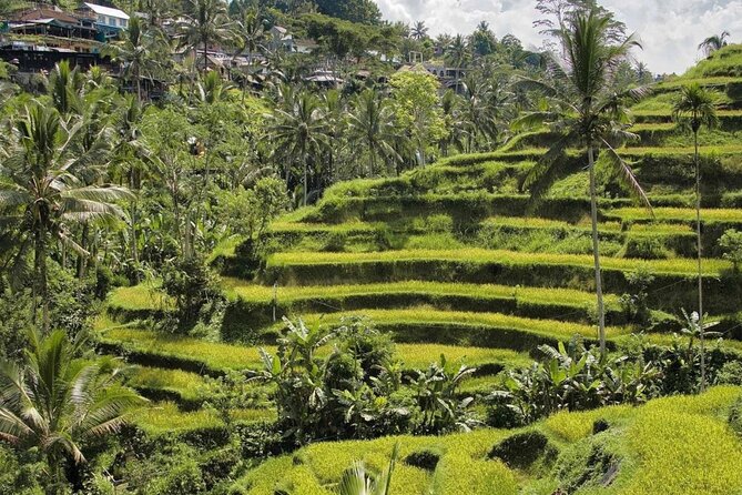 Ubud Monkey Forest, Rice Terrace & Tirta Empul Temple Tour - Timing, Pickup, and Why the Schedule Feels Like a Real Day