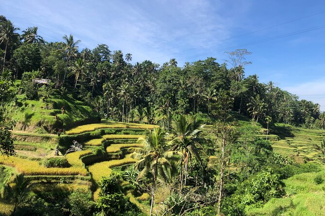 Ubud : Monkey Forest, Rice Terrace, Waterfall, Swing - How This 8-Hour Ubud Mix Feels on the Ground