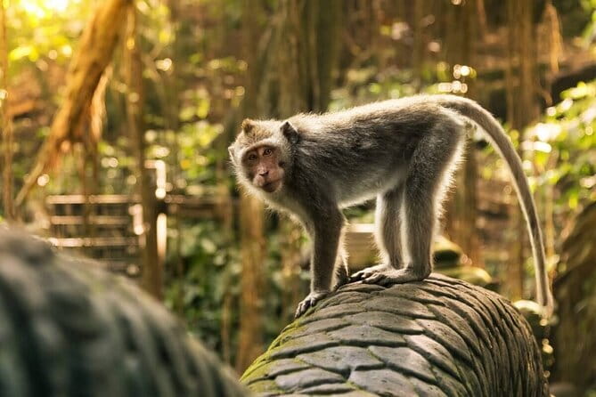 Ubud: Monkey Forest, Rice Terraces and Jungle Swing Tour - Quick hits before you go