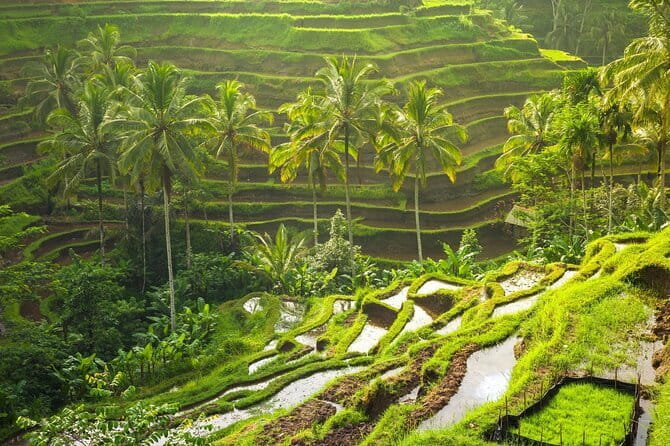Ubud: Monkey Forest, Rice Terraces and Jungle Swing Tour - Tirta Empul Holy Water Temple: purification at the fountains