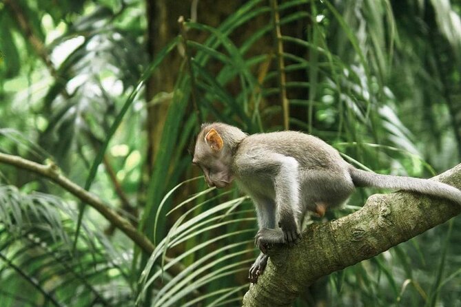 Ubud Monkey Forest, Scenic Rice Terrace with Swing and Waterfall - How a 10-Hour Ubud Day Like This Really Works