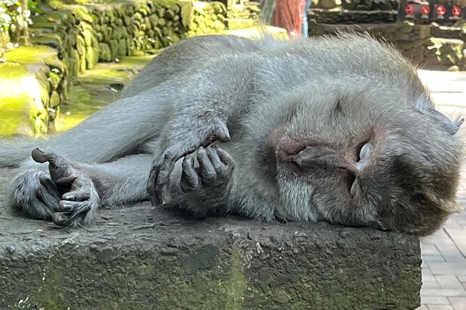 Ubud Private Nature and Temple Tour - Tegalalang Rice Terraces and the Subak Water System