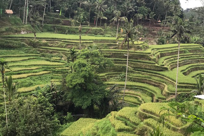Ubud Private Tour : Best Of Ubud - Guided Tour - Stop 4: d’Alas Swing for the Jungle Photo Moment