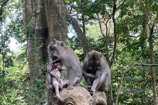 Ubud Private Tour: Monkey Forest, Rice Terrace, Temple, Waterfall - Tegalalang Rice Terraces: why this valley view keeps making the postcards