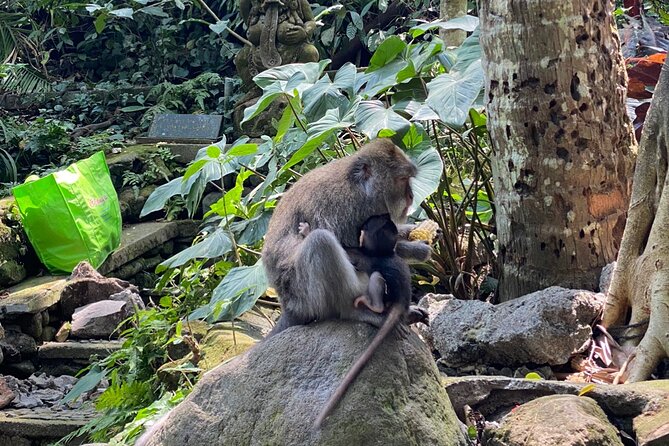 Ubud Private Tour: Monkey Forest, Rice Terrace, Temple, Waterfall - Sacred Monkey Forest Sanctuary: macaques, temples, and etiquette that matters