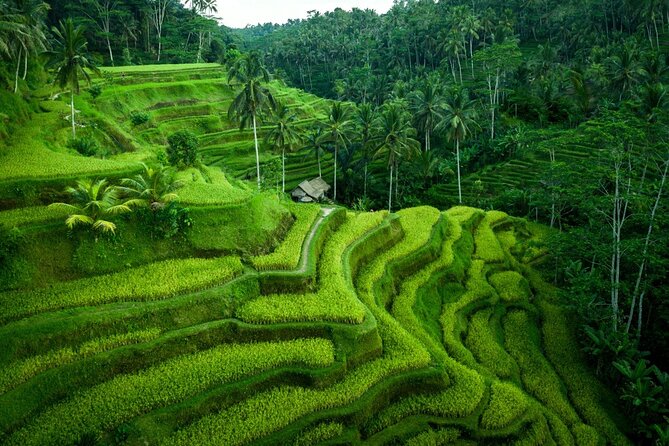 Ubud Private Tours with Jungle Swing Experience - all inclusive - Getting to your stops: private pickup across Ubud and south Bali